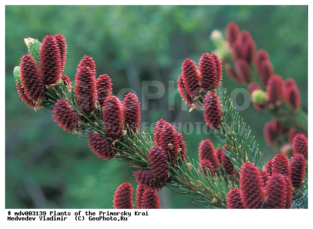 ��������, ��������, �����, ���������� ����, ������� ������, ������, ��������, �����, ������ ��������, ���������� ��������, ������������ ��������, ������������ ��������, ������, ����������� ��������, �����������, �����������, ������������ ��������, ������������ ��������, ������������, XYZ, ��������, Pinaceae, ��� �������, ��� �������, ��� ���������, ��� ����������, ��� ��������, ��� �������������, ��� �����������, ����� �������, Picea ajanensis, Abies ajanensis, Picea jezoensis, Picea kamtschatkensis, Picea komarovii, Picea microsperma