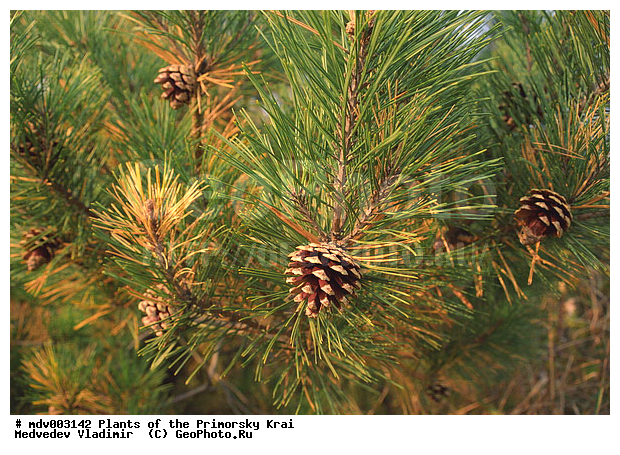 ��������, ��������, �����, ���������� ����, ������� ������, ������, ��������, �����, ������ ��������, ���������� ��������, ������������ ��������, ������������ ��������, ������, ����������� ��������, �����������, �����������, XYZ, ��������, Pinaceae, ����� ��������������, ����� ������������, ����� ������� ��������, ������� �������� �����, Pinus densiflora, Pinus sylvestris ssp. densiflora