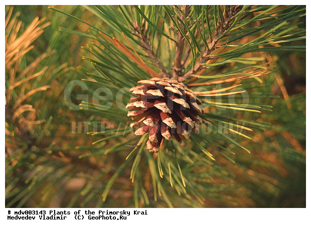 ��������, ��������, �����, ���������� ����, ������� ������, ������, ��������, �����, ������ ��������, ���������� ��������, ������������ ��������, ������������ ��������, ������, ����������� ��������, �����������, �����������, XYZ, ��������, Pinaceae, ����� ��������������, ����� ������������, ����� ������� ��������, ������� �������� �����, Pinus densiflora, Pinus sylvestris ssp. densiflora