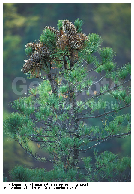 ��������, ��������, �����, ���������� ����, ������� ������, ������, ��������, �����, ������ ��������, ���������� ��������, ������������ ��������, ������������ ��������, ������, ����������� ��������, �����������, XYZ, ��������, Pinaceae, ����� ���������, ����� �������� ���������, ��������� ����, ������������ ����, ������������ �������� �����, Pinus koraiensis, Pinus mandschurica, Pinus prokoraiensis, ������, ������������ ��������, ������������ ��������