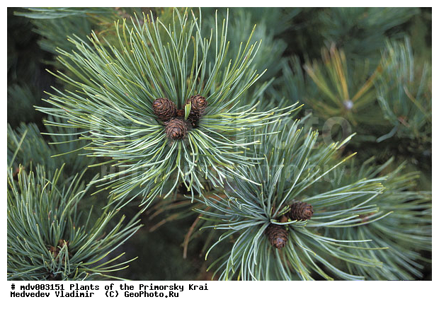 ��������, ��������, �����, ���������� ����, ������� ������, ������, ��������, �����, ������ ��������, ���������� ��������, ������������ ��������, ������������ ��������, ���������, ����������, ����, �����, ����������� ��������, �����������, XYZ, ��������, Pinaceae, ����� ������, ���������� ����, �������� ����� �����������, ���������, �������� �������, ����� ����������, ����� �����������, ����� �����������, Pinus pumila, ������������ ��������, ������������ ��������