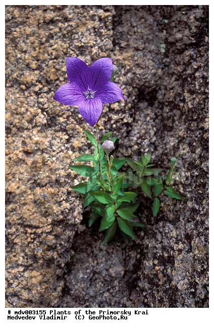 ��������, ��������, �����, ���������� ����, ������� ������, ������, ��������, �����, ������ ��������, ���������� ��������, ������������ ��������, ������������ ��������, ����������� ��������, �����, ����������� ��������, �����, ����������� ��������, �����������, �����������, ������������ ��������, ������������ ��������, ������������, ������������, ������������, �����������, ������, �����, XYZ, ���������������, Campanulaceae, ����������������� ���������������, ���������� ���������������, Platycodon grandiflorus, Campanula glauca, Platycodon autumnalis, Platycodon chinensis, Platycodon glaucus, Platycodon sinensis