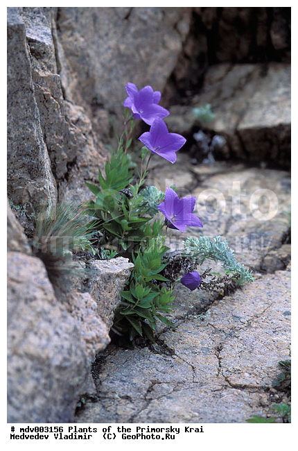 ��������, ��������, �����, ���������� ����, ������� ������, ������, ��������, �����, ������ ��������, ���������� ��������, ������������ ��������, ������������ ��������, ����������� ��������, �����, ����������� ��������, �����, ����������� ��������, �����������, �����������, ������������ ��������, ������������ ��������, ������������, ������������, ������������, �����������, ������, �����, XYZ, ���������������, Campanulaceae, ����������������� ���������������, ���������� ���������������, Platycodon grandiflorus, Campanula glauca, Platycodon autumnalis, Platycodon chinensis, Platycodon glaucus, Platycodon sinensis