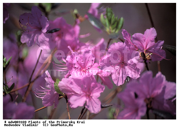 ��������, ��������, �����, ������ ��������, �����, ��������,  ���������� ��������, ������� ��������, ������������ ��������, ������, �����, XYZ, ����������, Ericaceae, ����������� �������������, Rhododendron mucronulatum, ���������, ����������, ������������ ��������, ������������ ��������, ������������, ������������ �����������, �����������, ������������, ���������, �����, ����������, ������������ ��������, ������������ ��������