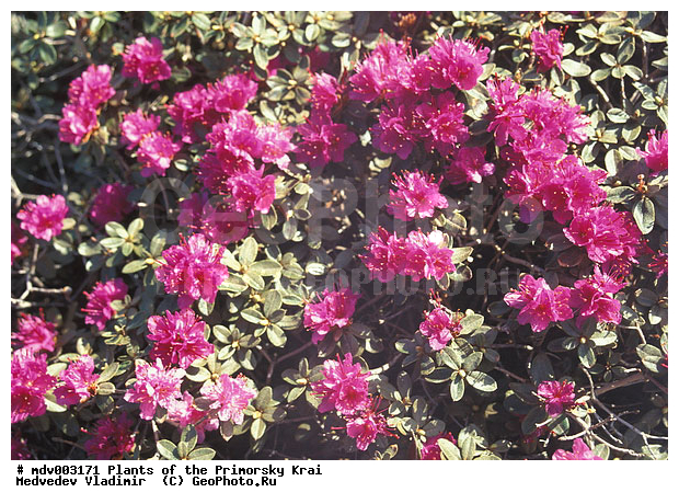 ��������, ��������, �����, ������ ��������, �����, ��������,  ���������� ��������, ������� ��������, ������������ ��������, ������, �����, XYZ, ����������, Ericaceae, ����������� ����������, Rhododendron redowskianum, Therorhodion redowskianum, ���������, ����������, ������������ ��������, ������������ ��������, ������������, ������������ �����������, �����������, ������������, ���������, �����, ����������, ������������ ��������, ������������ ��������