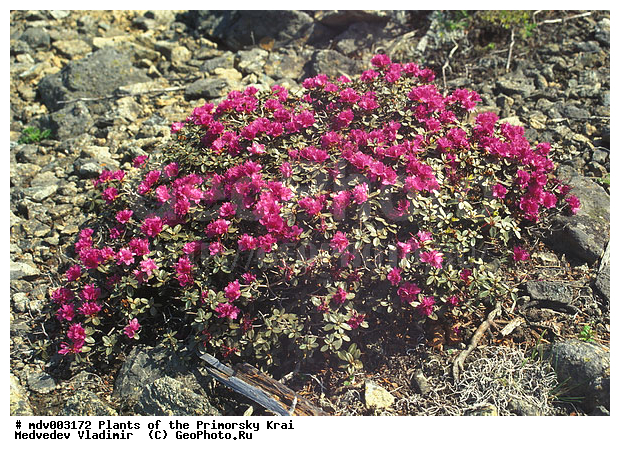 ��������, ����������� ����������, ��������, �����, ������ ��������, �����, ��������,  ���������� ��������, ������� ��������, ������������ ��������, ������, �����, XYZ, ����������, Ericaceae, ����������� ����������, Rhododendron redowskianum, Therorhodion redowskianum, ���������, ����������, ������������ ��������, ������������ ��������, ������������, ������������ �����������, �����������, ������������, ���������, �����, ����������, ������������ ��������, ������������ ��������