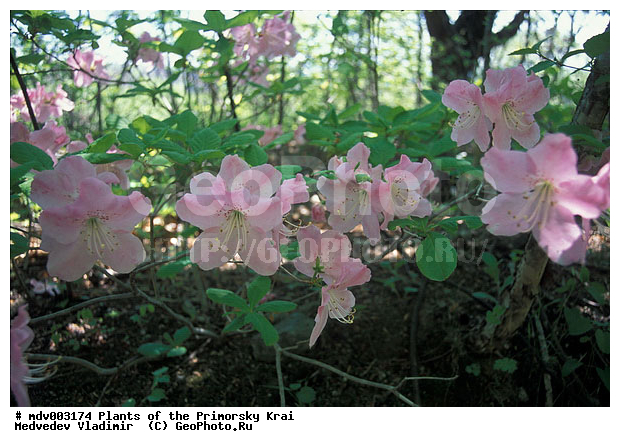 ��������, ��������, �����, ������ ��������, �����, ��������,  ���������� ��������, ������� ��������, ������������ ��������, ������, �����, XYZ, ����������, Ericaceae, ����������� �����������, Rhododendron schlippenbachii, Azalea schlippenbachii, ���������, ����������, ������������ ��������, ������������ ��������, ������������, ������������ �����������, �����������, ������������, ���������, �����, ����������, ������������ ��������, ������������ ��������