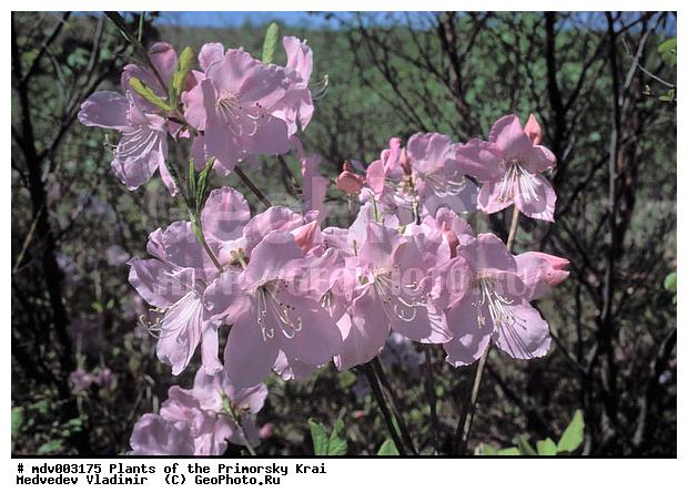 ��������, ��������, �����, ������ ��������, �����, ��������,  ���������� ��������, ������� ��������, ������������ ��������, ������, �����, XYZ, ����������, Ericaceae, ����������� �����������, Rhododendron schlippenbachii, Azalea schlippenbachii, ���������, ����������, ������������ ��������, ������������ ��������, ������������, ������������ �����������, �����������, ������������, ���������, �����, ����������, ������������ ��������, ������������ ��������