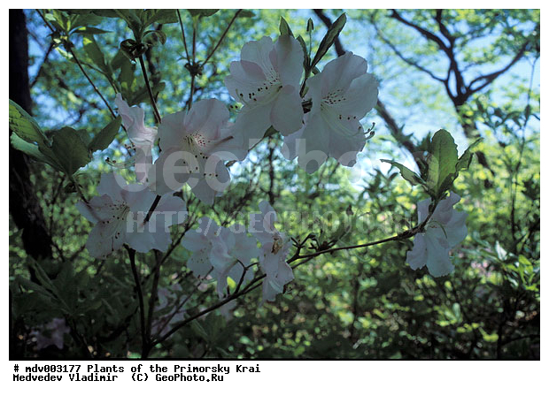 ��������, ��������, �����, ������ ��������, �����, ��������,  ���������� ��������, ������� ��������, ������������ ��������, ������, �����, XYZ, ����������, Ericaceae, ����������� �����������, Rhododendron schlippenbachii, Azalea schlippenbachii, ���������, ����������, ������������ ��������, ������������ ��������, ������������, ������������ �����������, �����������, ������������, ���������, �����, ����������, ������������ ��������, ������������ ��������