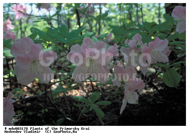 ��������, ��������, �����, ������ ��������, �����, ��������,  ���������� ��������, ������� ��������, ������������ ��������, ������, �����, XYZ, ����������, Ericaceae, ����������� �����������, Rhododendron schlippenbachii, Azalea schlippenbachii, ���������, ����������, ������������ ��������, ������������ ��������, ������������, ������������ �����������, �����������, ������������, ���������, �����, ����������, ������������ ��������, ������������ ��������