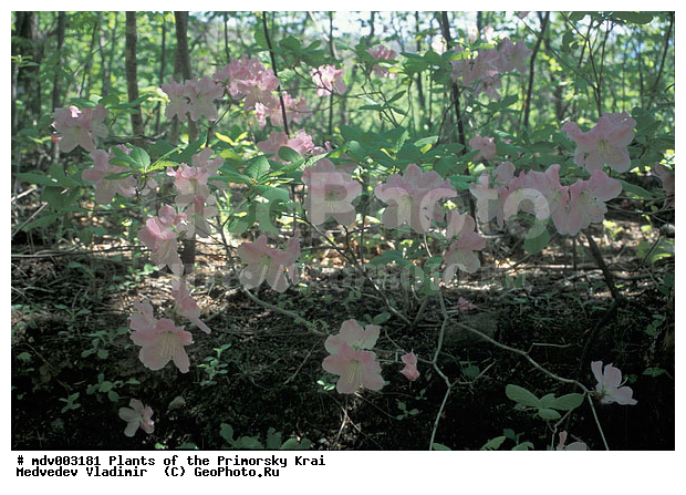 ��������, ��������, �����, ������ ��������, �����, ��������,  ���������� ��������, ������� ��������, ������������ ��������, ������, �����, XYZ, ����������, Ericaceae, ����������� �����������, Rhododendron schlippenbachii, Azalea schlippenbachii, ���������, ����������, ������������ ��������, ������������ ��������, ������������, ������������ �����������, �����������, ������������, ���������, �����, ����������, ������������ ��������, ������������ ��������