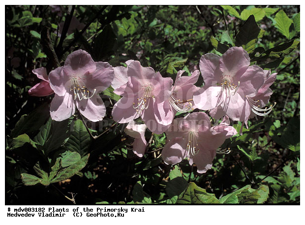 ��������, ��������, �����, ������ ��������, �����, ��������,  ���������� ��������, ������� ��������, ������������ ��������, ������, �����, XYZ, ����������, Ericaceae, ����������� �����������, Rhododendron schlippenbachii, Azalea schlippenbachii, ���������, ����������, ������������ ��������, ������������ ��������, ������������, ������������ �����������, �����������, ������������, ���������, �����, ����������, ������������ ��������, ������������ ��������