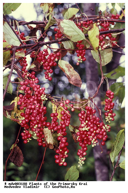 ��������, ������������� ��������, �����, ��������, �����, ���������� ����, ������� ������, ������, ��������, �����, ������ ��������, ���������� ��������, �����, �����, ����������� ��������, �����������, �����������, ������������ ��������, ������������ ��������, ������������, ������������, ������������, �����������, �����, �����, �����, ������, ����, �����, XYZ, ������������, Schisandraceae, �������� ���������, Schisandra chinensis, Kadsura chinensis, Maximowiczia chinensis, ������������ ��������, ������������ ��������