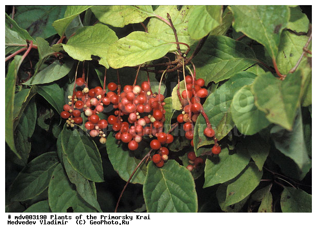 ��������, ��������, �����, ���������� ����, ������� ������, ������, ��������, �����, ������ ��������, ���������� ��������, �����, �����, ����������� ��������, �����������, �����������, ������������ ��������, ������������ ��������, ������������, ������������, ������������, �����������, �����, �����, �����, ������, ����, �����, XYZ, ������������, Schisandraceae, �������� ���������, Schisandra chinensis, Kadsura chinensis, Maximowiczia chinensis, ������������ ��������, ������������ ��������