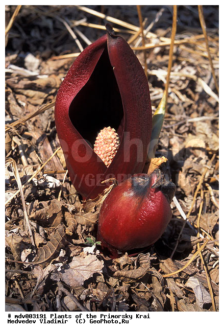 ��������, ������, ����, ����, ��������, ���������, �����, ������ ��������, �����, ���������� ��������, ������������ ��������, ������������ ��������, ������, �����, XYZ, ��������, �����������, Araceae, ������������� ������������, ������������� �������, ������������� ���������������, ������������ �������, ������������ ������������, ������������ ���������������, Symplocarpus renifolius, Symplocarpus foetidus, Symplocarpus foetidus f. latissimus, ������������ ��������, ������������ ��������