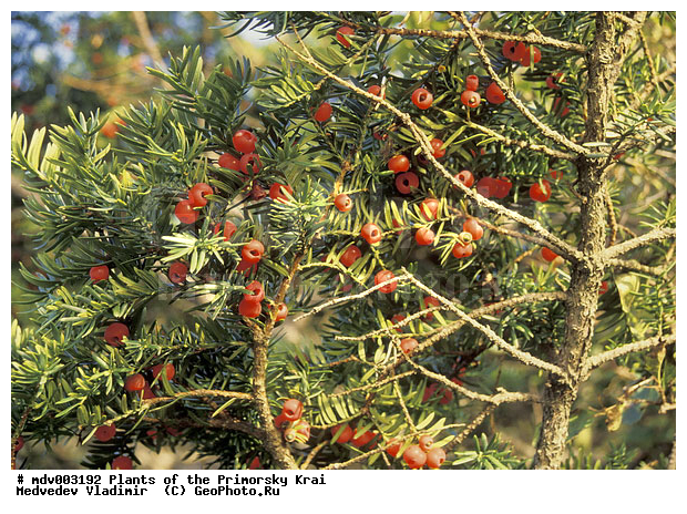 ��������, ��������, �����, ������ ��������, �����, ���������� ��������, ������������ ��������, ������������ ��������, XYZ, �������, Taxaceae, ��� �������������, Taxus cuspidata, ����, �����, �����, �����, ������������ ��������, ������������ ��������