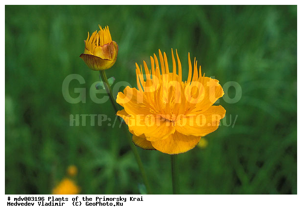 ��������, ��������, �����, ���������� ����, ������� ������, ������, ��������, �����, ������ ��������, ���������� ��������, ������������ ��������, ������������ ��������, ����������� ��������, �����, ����������� ��������, �����, ����������� ��������, �����������, �����������, ������������ ��������, ������������ ��������, ������������, ������������, ������������, �����������, ������, �����, XYZ, ���������, Ranunculaceae, ���������� ���������, ����� ���������, ������ ���������, ������ ���������, ������, ��������� ����, Trollius asiaticus, Trollius asiaticus ssp. affinis