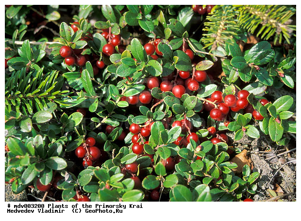 ��������, ��������, �����, ������ ��������, �����, ���������� ��������, ������������ ��������, ������������ ��������, XYZ, ����������, Ericaceae, ��������, Vaccinium vitis-idaea, ����, �����, �����, �����, ������������ ��������, ������������ ��������