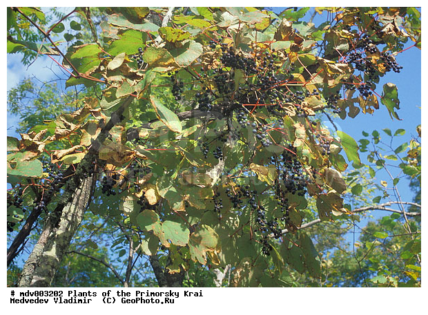 ��������, ��������, �����, ���������� ����, ������� ������, ������, ��������, �����, ������ ��������, ���������� ��������, ������������ ��������, ������������ ��������, �����, �����, ����������� ��������, �����������, �����������, �����������, ������������ ��������, ������������ ��������, ������������, �����, �����, �����, ������, ����, �����, ����, ������, XYZ, ������������, �����������, ���������, Vitaceae, �������� ��������, Vitis amurensis, ���������� ����, ������� ������, ������, ��������, �����, ������ ��������, ���������� ��������, ������������ ��������, ������������ ��������, �����, �����, ����������� ��������, �����������, �����������, �����������, ������������ ��������, ������������ ��������, ������������, �����, �����, �����, ������, ����, �����, ����, ������, XYZ, ������������, �����������, ���������, Vitaceae, �������� ��������, Vitis amurensis