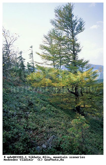 ������� ������, ������������ ���� "��� �����", ��������, ������-�����, �����������, ������, ��������, �������, ������, �����������, �����