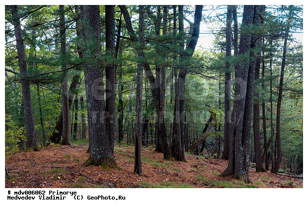 ��������, ����������� �����, �������� ����