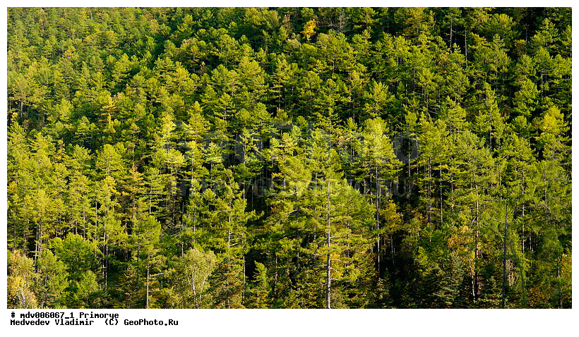 ��������, ����������� �����