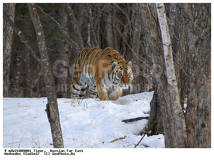 �������� ����, ������� ������, ��������, ������-�����, �����������, ����������� ����, �����, �����, ����, ���, �����, �������������, �����, ����, ������, �������������, �����, �����, XYZ, �������, Felidae, �������� ����, ����������� ����, ��������������� ����, Panthera tigris altaica