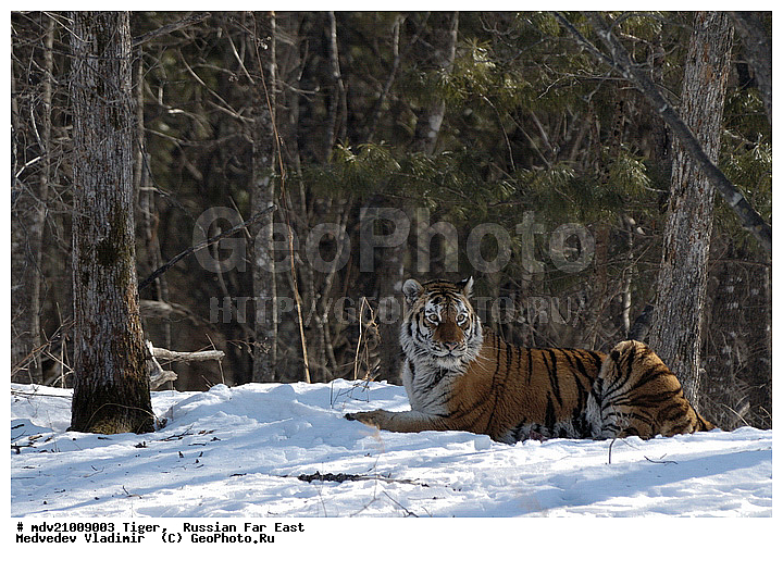 �������� ����, ������� ������, ��������, ������-�����, �����������, ����������� ����, �����, �����, ����, ���, �����, �������������, �����, ����, ������, �������������, �����, �����, XYZ, �������, Felidae, �������� ����, ����������� ����, ��������������� ����, Panthera tigris altaica