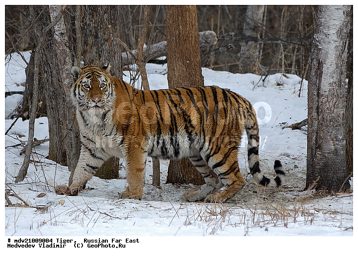 �������� ����, ������� ������, ��������, ������-�����, �����������, ����������� ����, �����, �����, ����, ���, �����, �������������, �����, ����, ������, �������������, �����, �����, XYZ, �������, Felidae, �������� ����, ����������� ����, ��������������� ����, Panthera tigris altaica