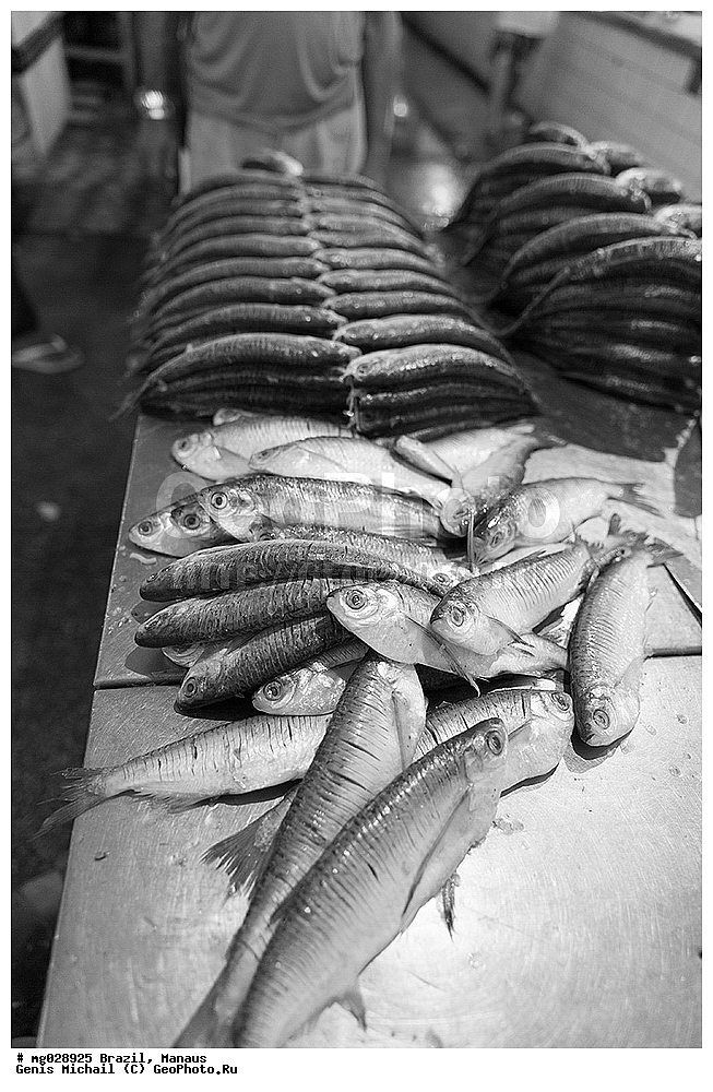  ��������, ������, ������ ����� 