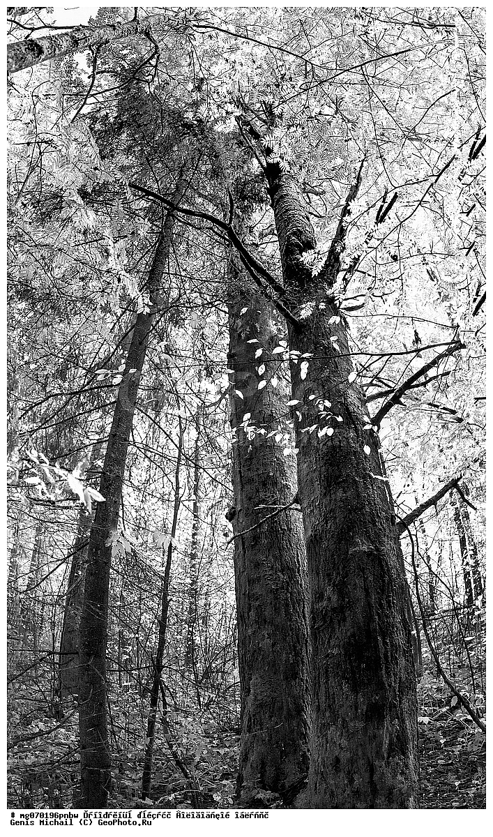 ����������� �������, ��������, ������