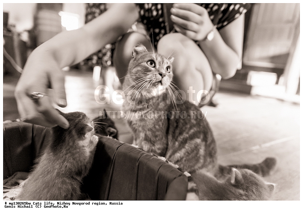 �����, ���, �������, ������, �������� ��������, ������������� �������, ������