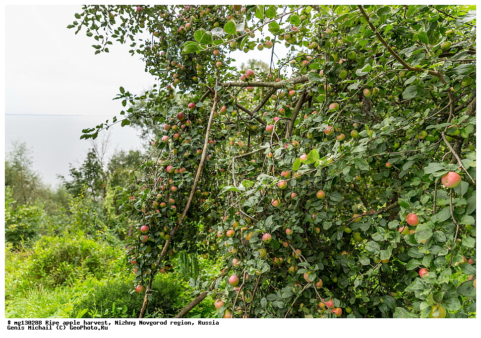 ������, ������, �����, ������, ������������� �������, ������