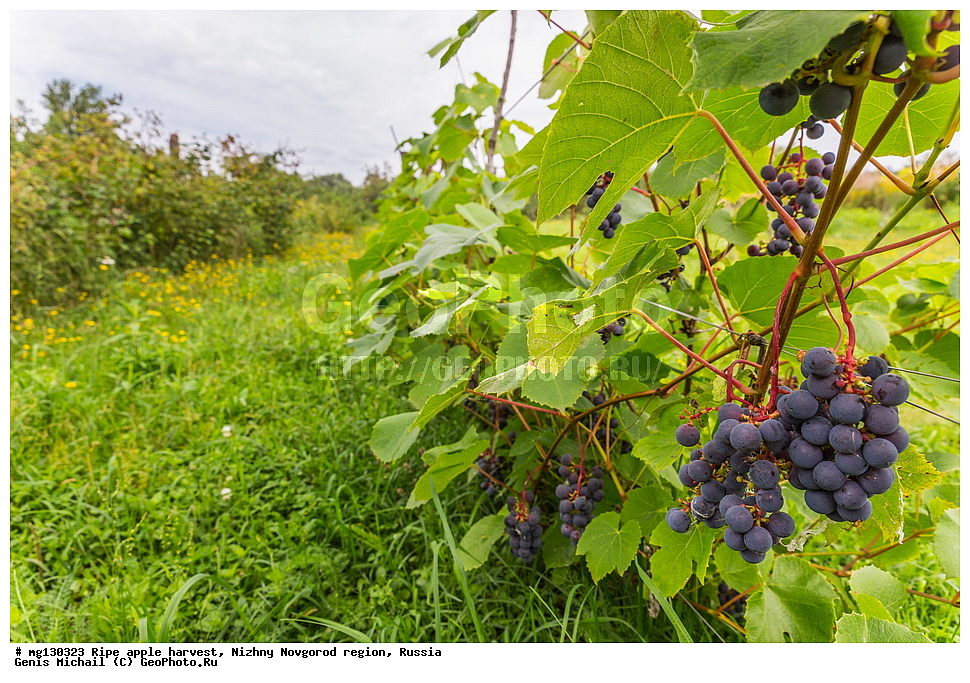 ������, ������, �����, ������, ������������� �������, ������