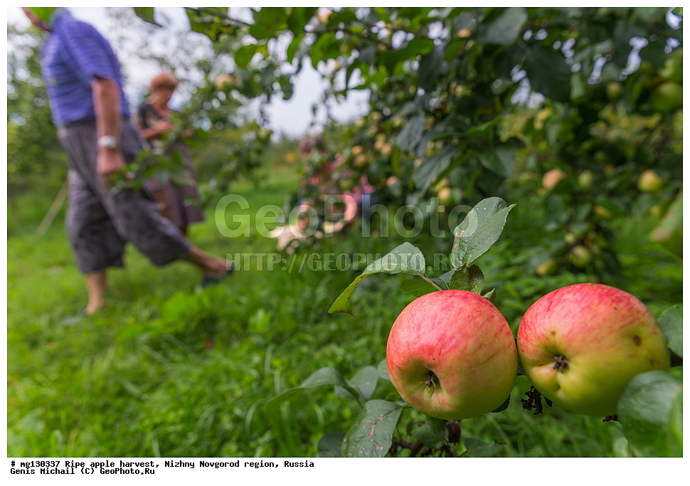 ������, ������, �����, ������, ������������� �������, ������