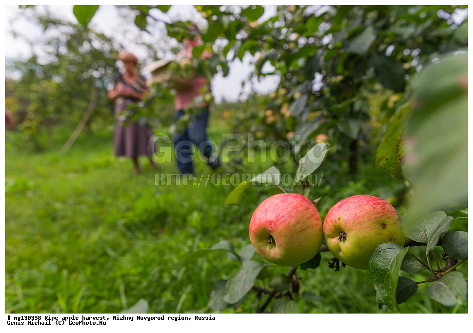 ������, ������, �����, ������, ������������� �������, ������