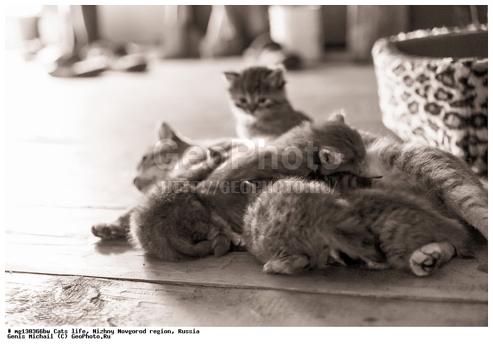 �����, ���, �������, ������, �������� ��������, ������������� �������, ������