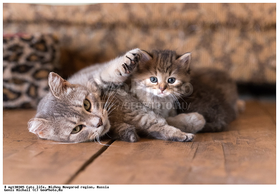 �����, ���, �������, ������, �������� ��������, ������������� �������, ������