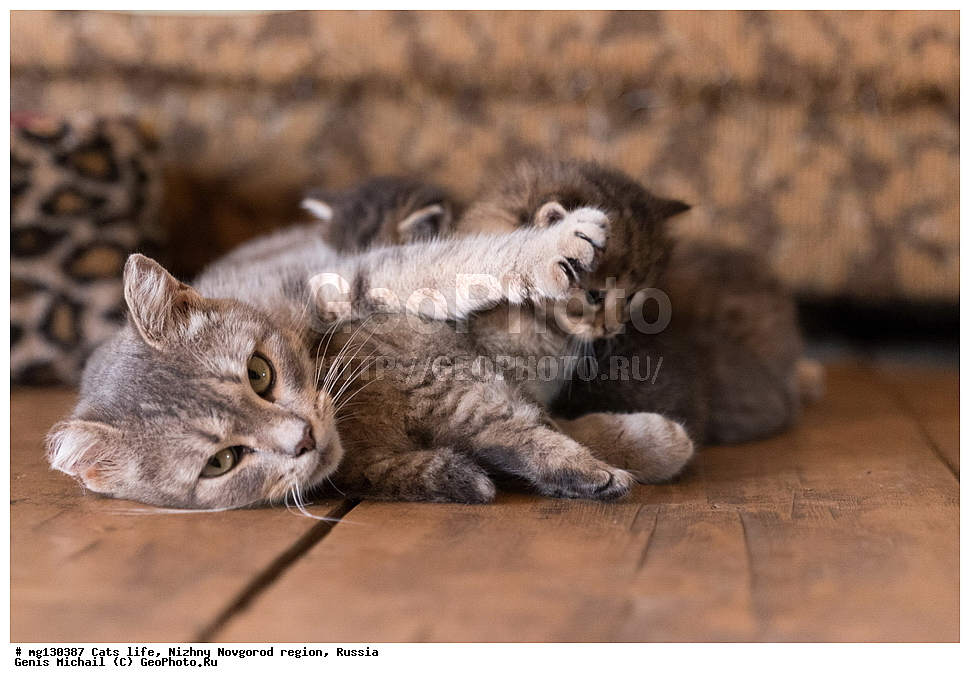 �����, ���, �������, ������, �������� ��������, ������������� �������, ������