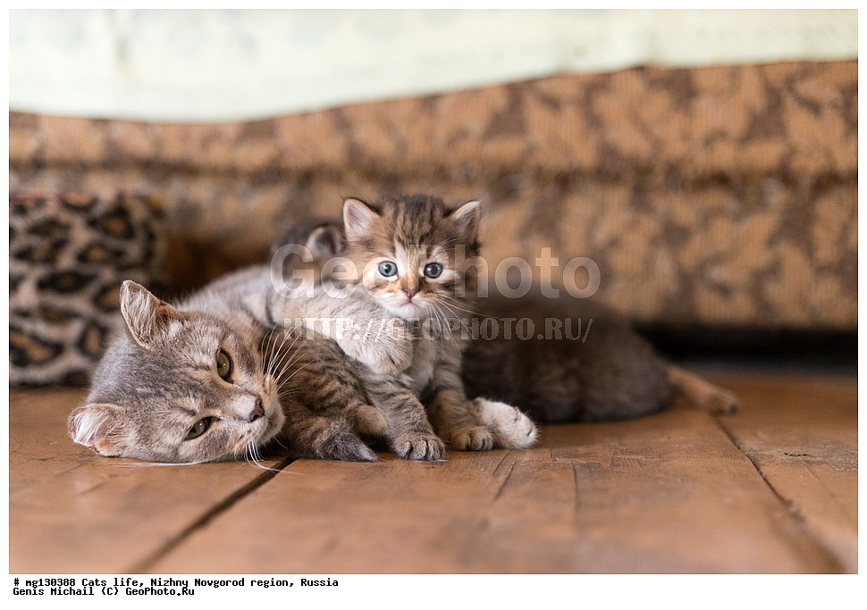 �����, ���, �������, ������, �������� ��������, ������������� �������, ������