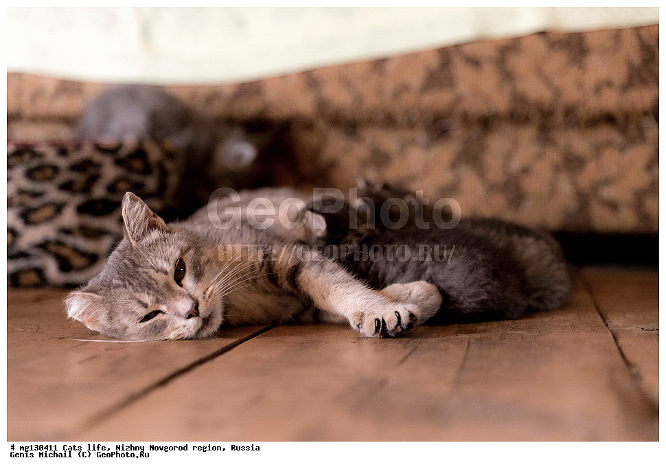 �����, ���, �������, ������, �������� ��������, ������������� �������, ������