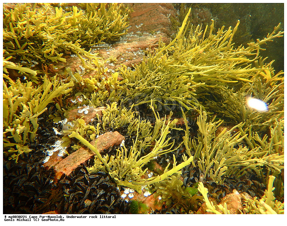 ���, ���-�������, ��������, ���������� ��������, ��� �����, ���������, ����, �����