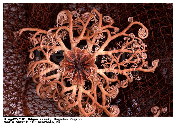 ����������� �������, �������� ����, ��������������, ����������, ����� ����, ������