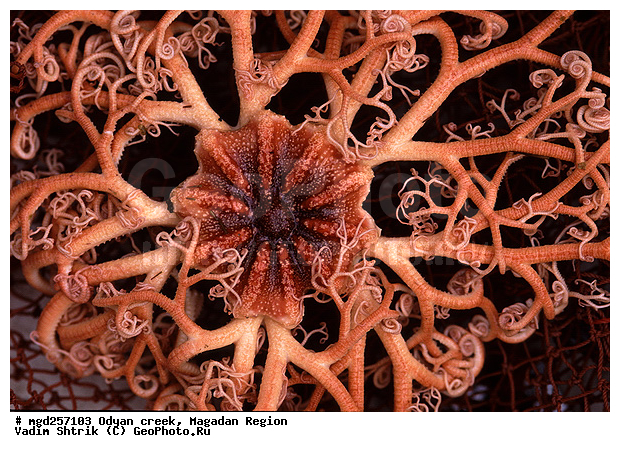 ����������� �������, �������� ����, ��������������, ����������, ����� ����, ������