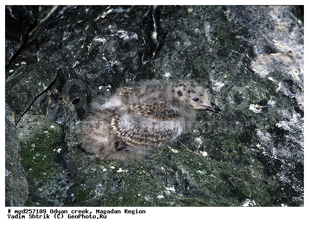 ����������� �������, �������� ����, ����� ����, ������, ������ �����