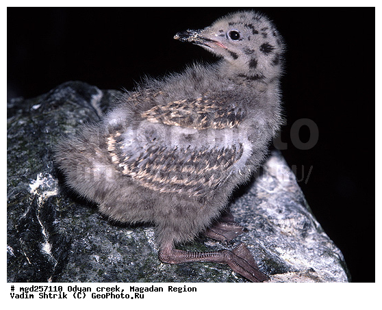 ����������� �������, �������� ����, ����� ����, ������, ������ �����