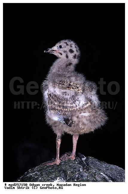 ����������� �������, �������� ����, ����� ����, ������, ������ �����