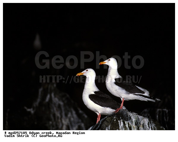 ����������� �������, �������� ����, ����� ����, �����, ������ �����, �����