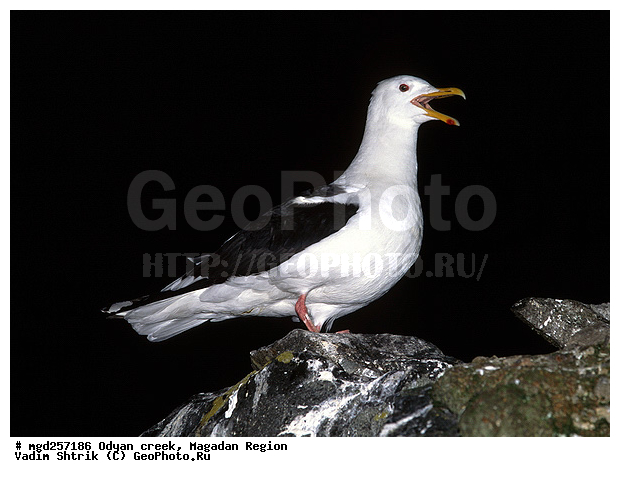 ����������� �������, �������� ����, ����� ����, �����, ������ �����, �����