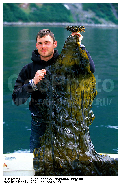 ����������� �������, ����, �������� ����, ���������, �����, ����� ����, ���������, ����, �������